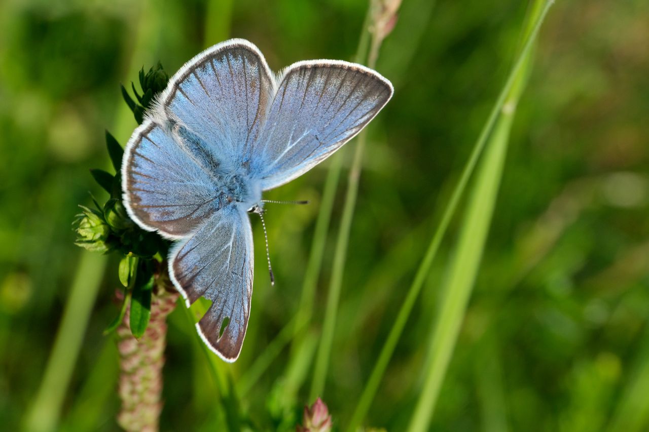 detailed view of a blue butterfly perched on a plant in a natural sett