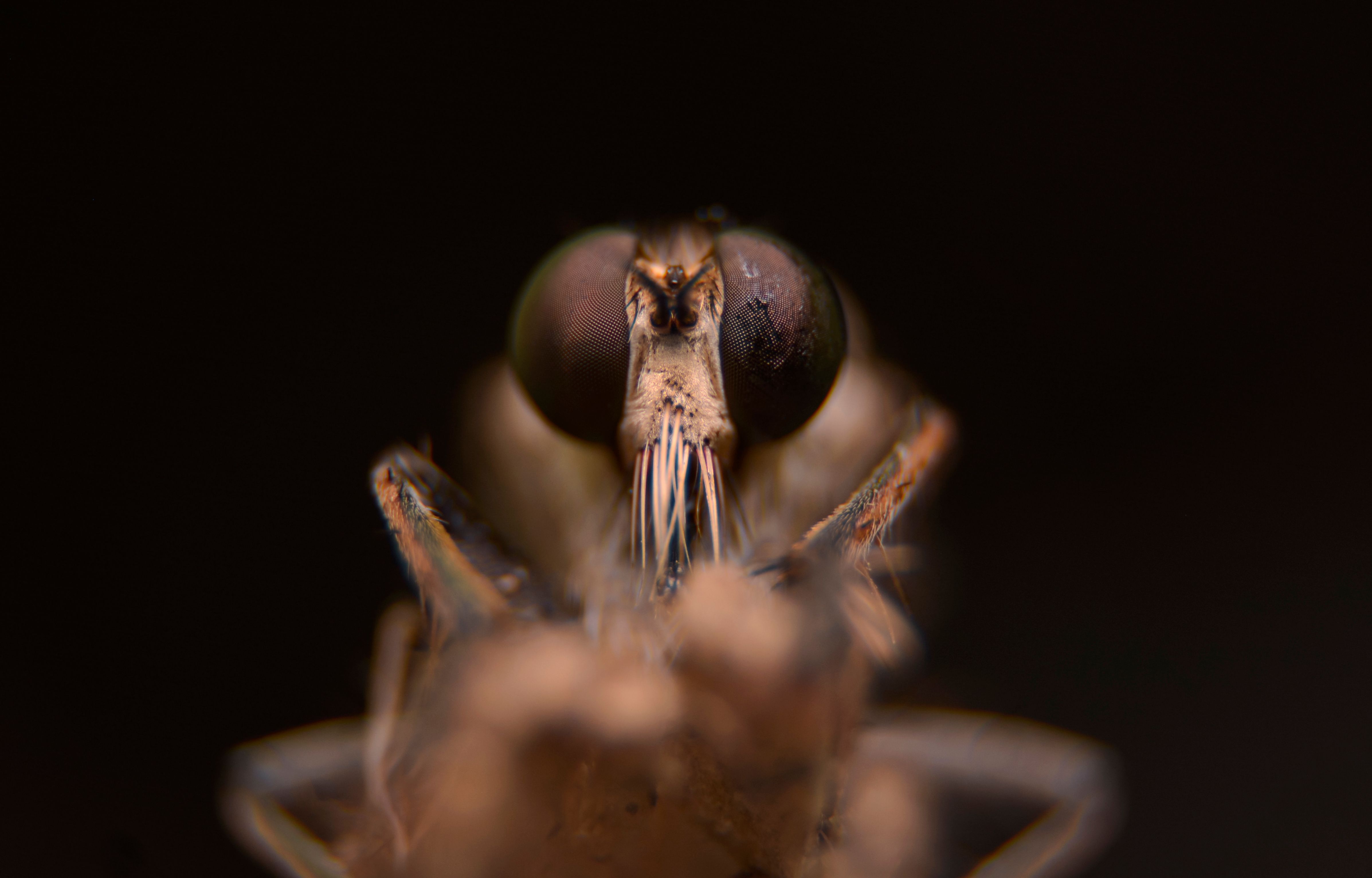 Insect Facing Camera Photos, Download The BEST Free Insect Facing ...
