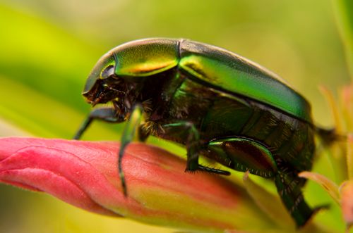 Free Macro shot of a vibrant green beetle resting on a pink flower in Indonesia, showcasing natural beauty. Stock Photo