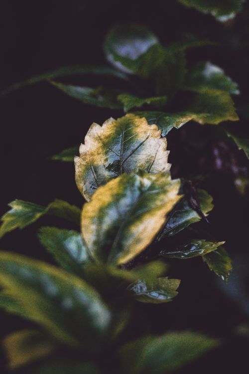 Free Detailed close-up of bright green and yellow leaves with a dark, moody background. Stock Photo