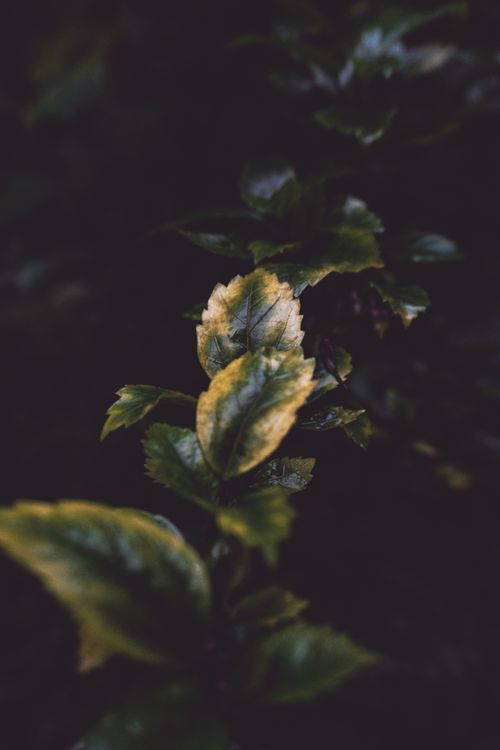 Free Moody close-up of a green leaf with dramatic lighting and rich green tones. Stock Photo