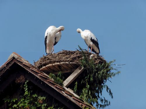 Free Two storks perched on a rooftop nest against a clear blue sky, showcasing nature's beauty. Stock Photo