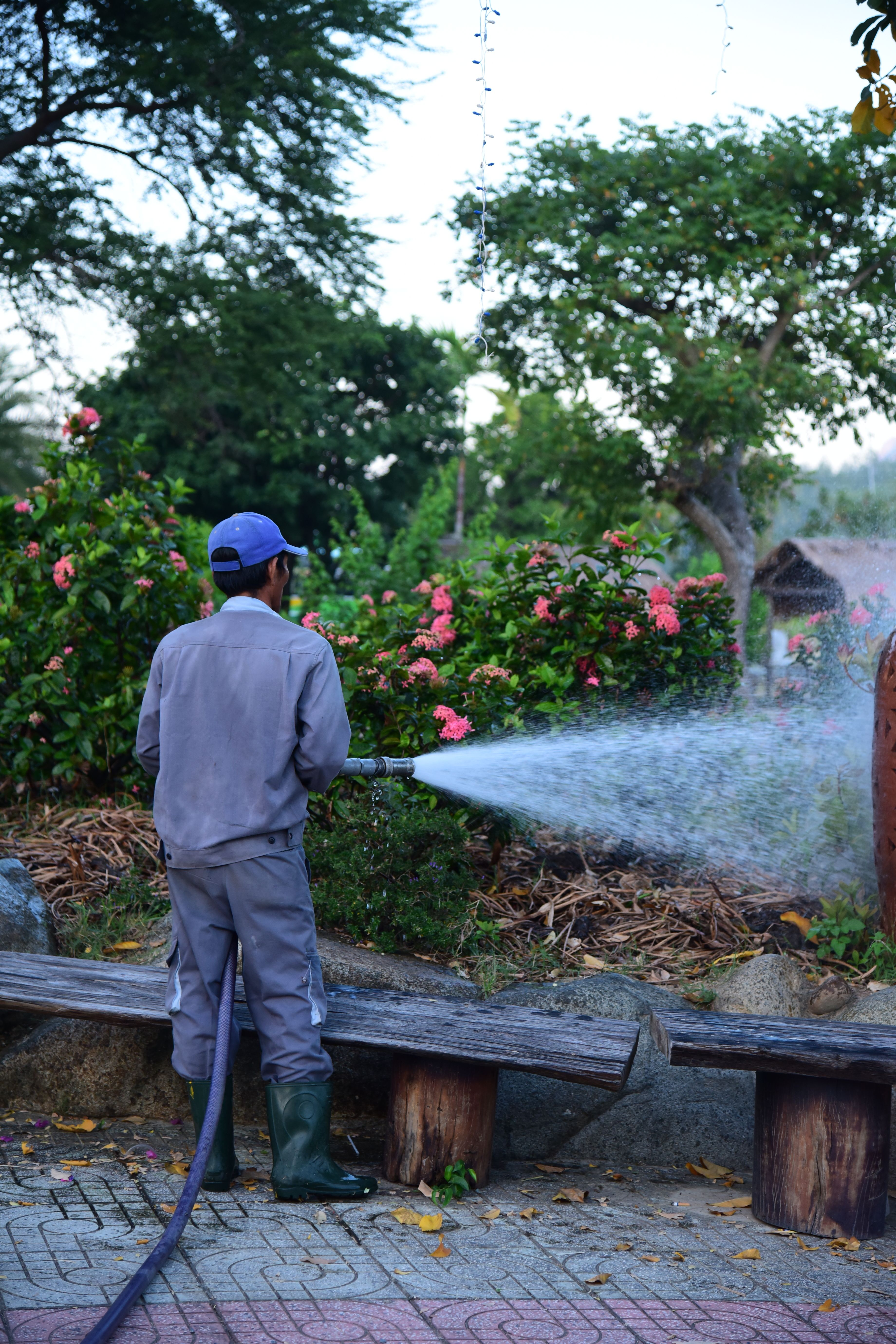A gardener waters vibrant pink flowers in an outdoor garden setting.