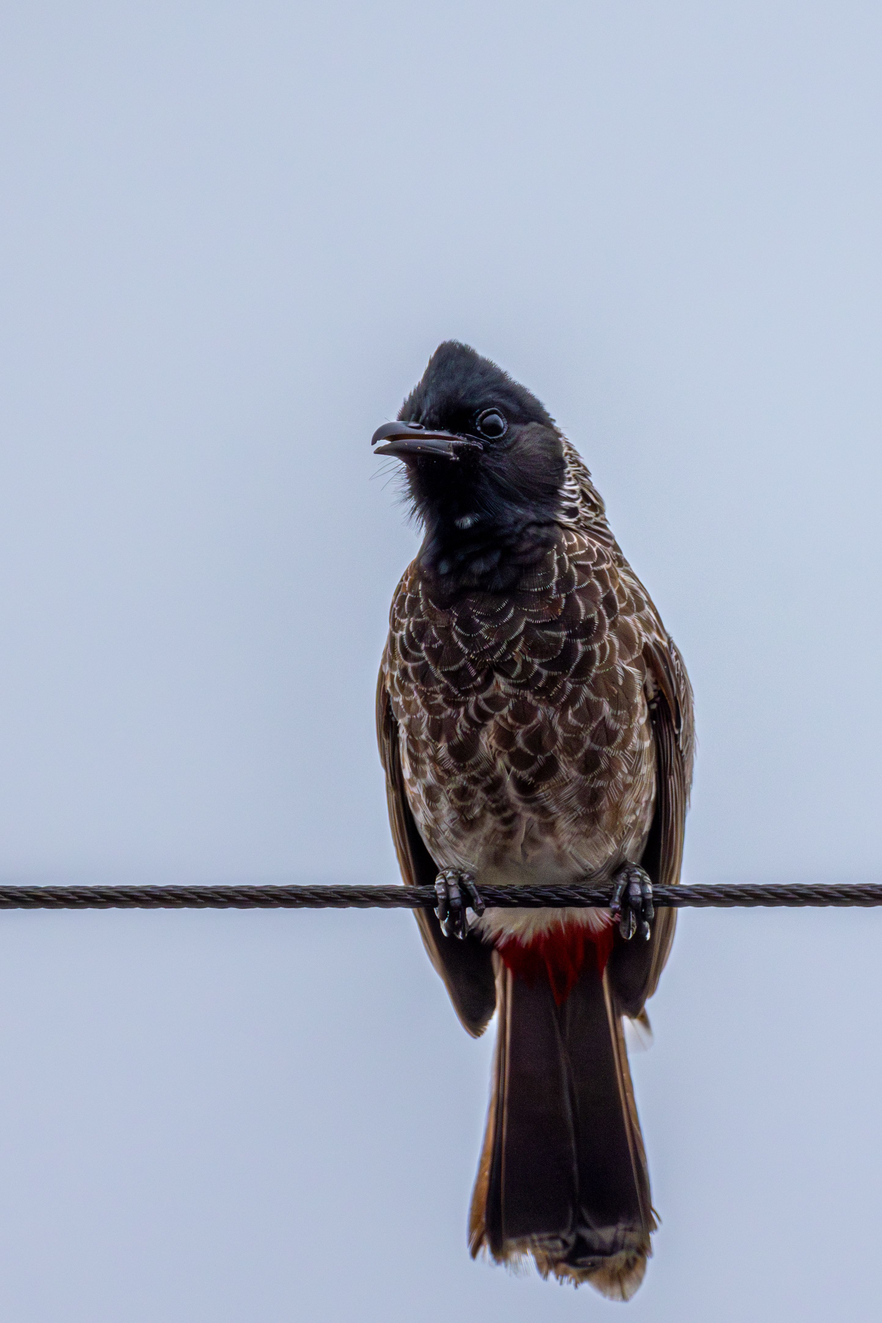 Red-vented Bulbul perched on a wire against clear sky.