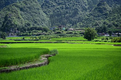Free Vibrant rice paddies nestled in the Yunnan mountains under clear blue skies. Stock Photo