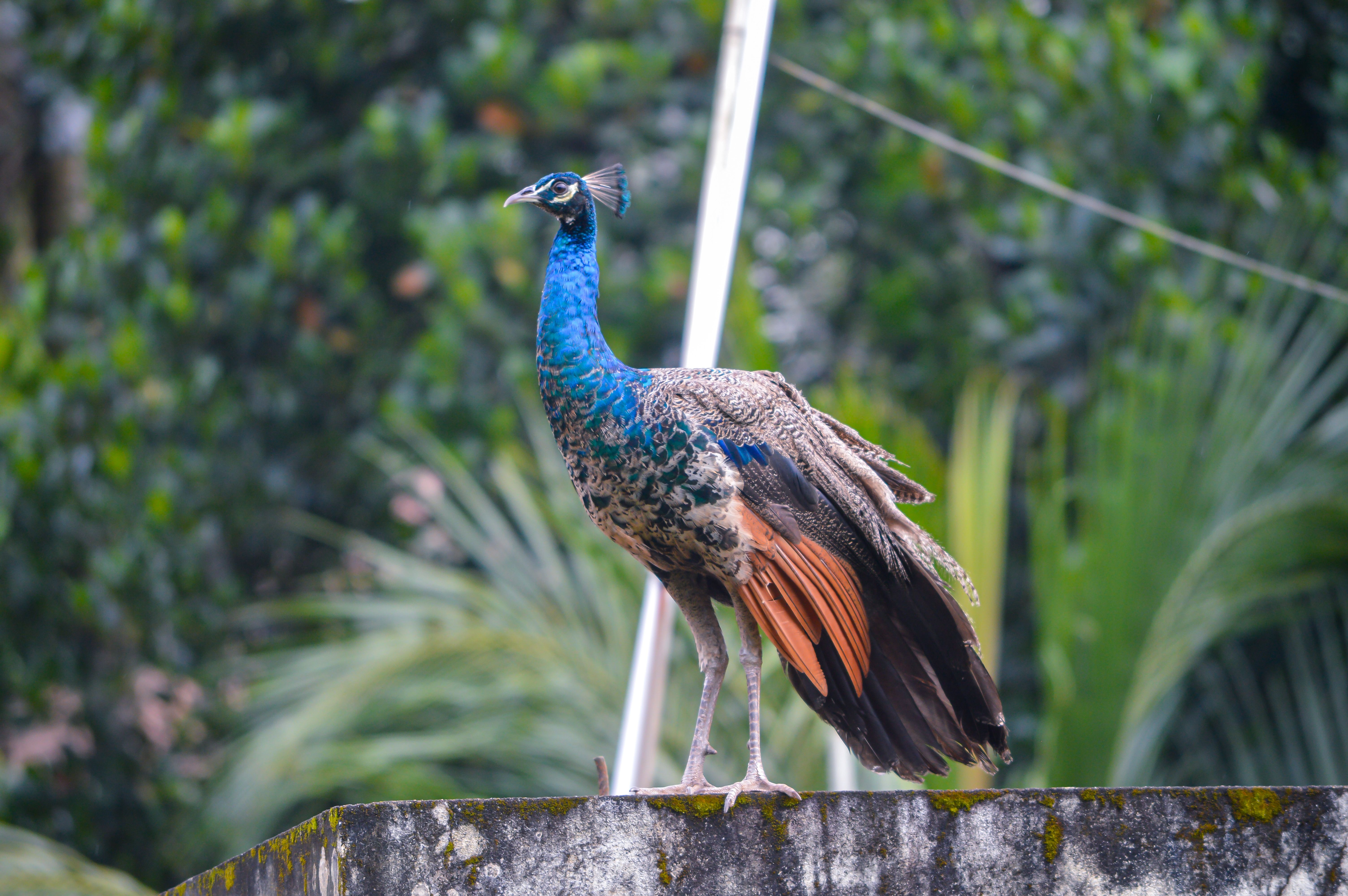 Birdwatching