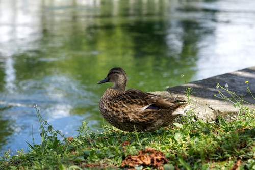 Free A duck peacefully resting by a calm lakeside, showcasing nature's serene beauty. Stock Photo