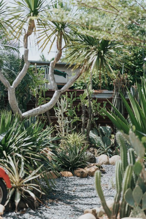 Free A tranquil desert garden featuring diverse cacti and green foliage under bright daylight. Stock Photo