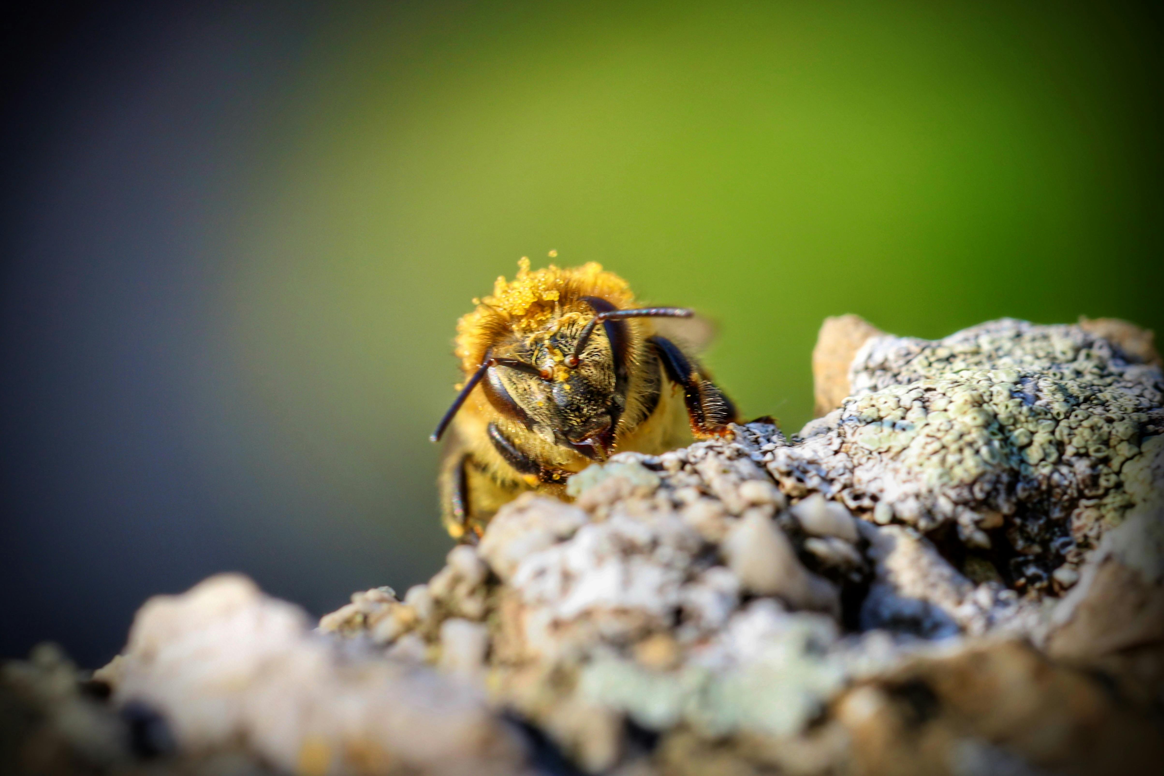 Ark Valley Civics Bee Competition to Send Three Local Students to State — Photo by Michael Hauer on Pexels