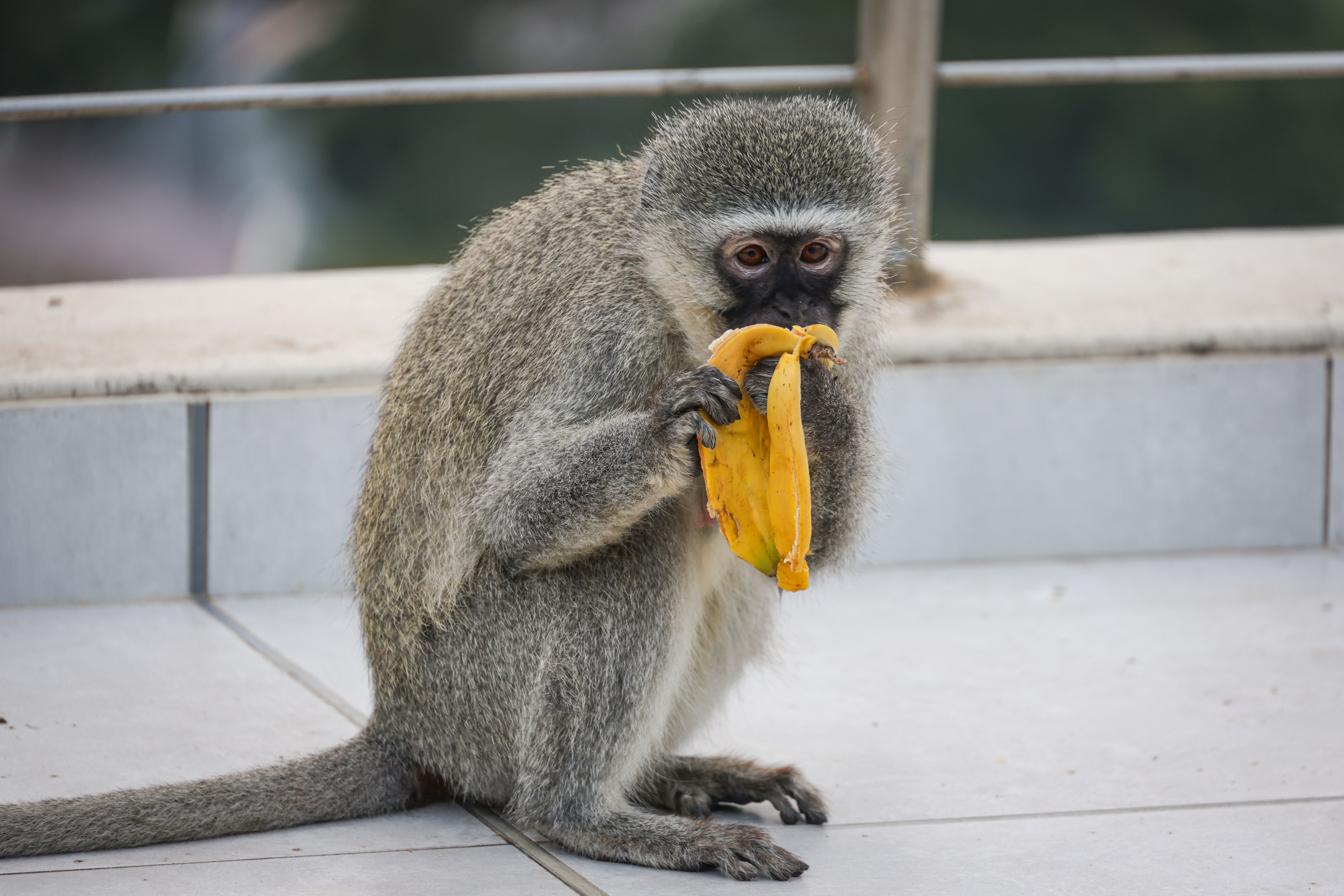 Can Dogs Eat Bananas? The Dos and Don'ts of Feeding Fruit to Pups