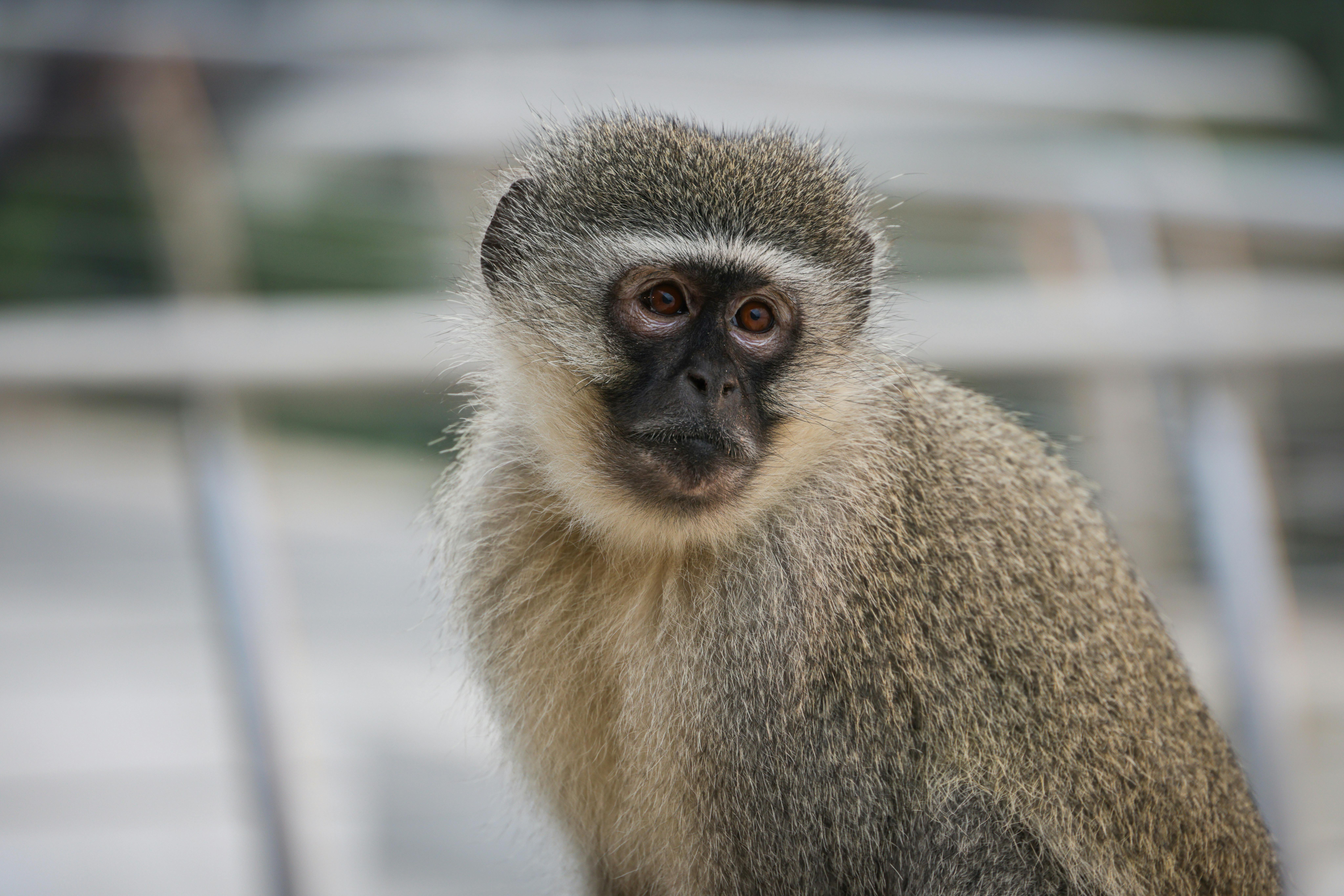Gros plan détaillé d'un singe Vervet (Chlorocebus pygerythrus) montrant des traits expressifs et une vigilance accrue, illustrant la communication par cris d'alarme dans son habitat naturel.