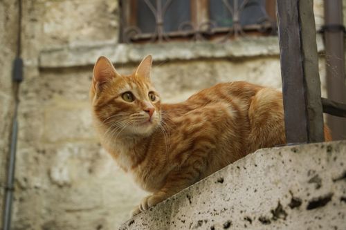 Free A ginger cat perched on a stone wall, exploring its outdoor surroundings. Stock Photo