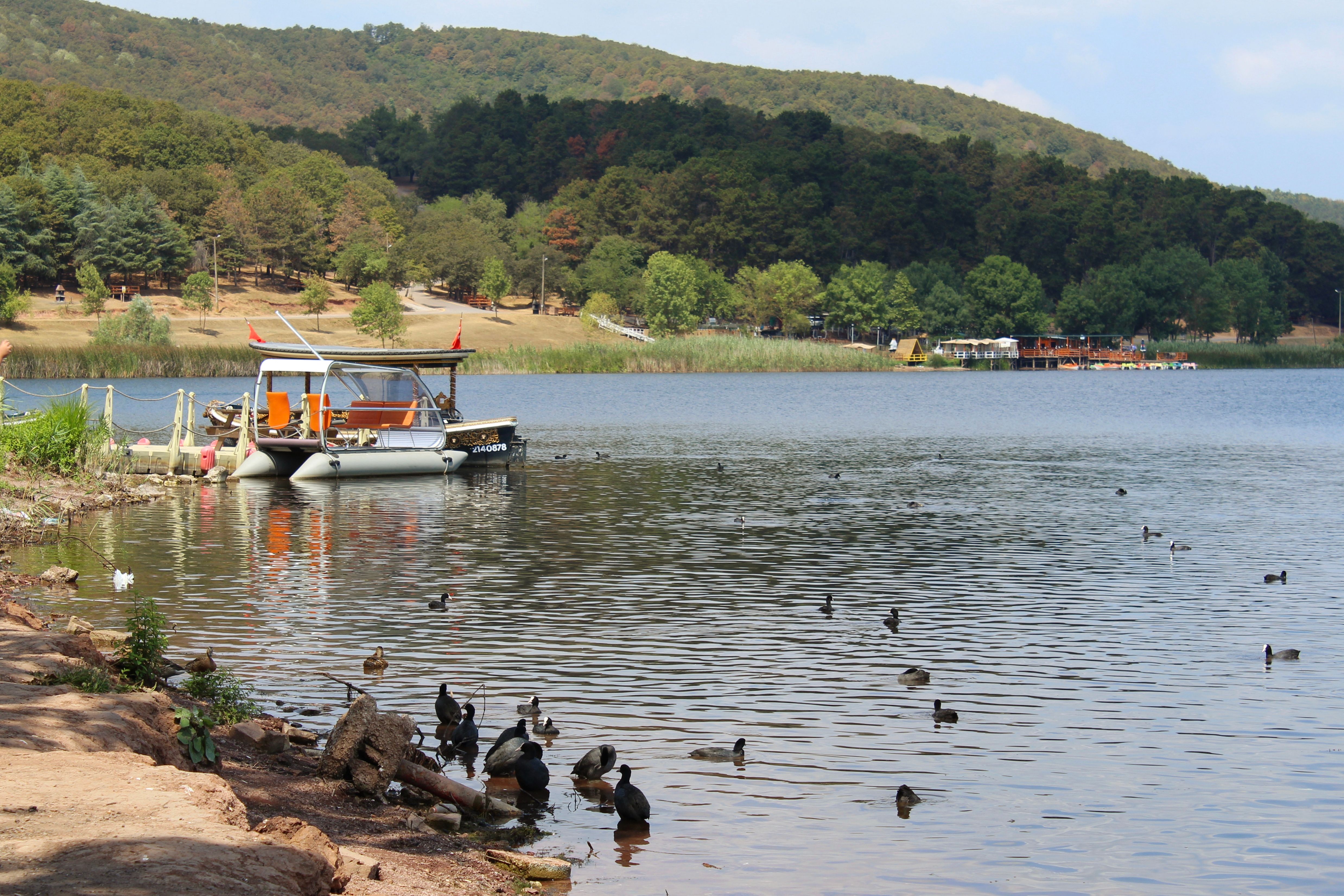 Peaceful lakeside featuring ducks and a moored boat surrounded by lush green hills.