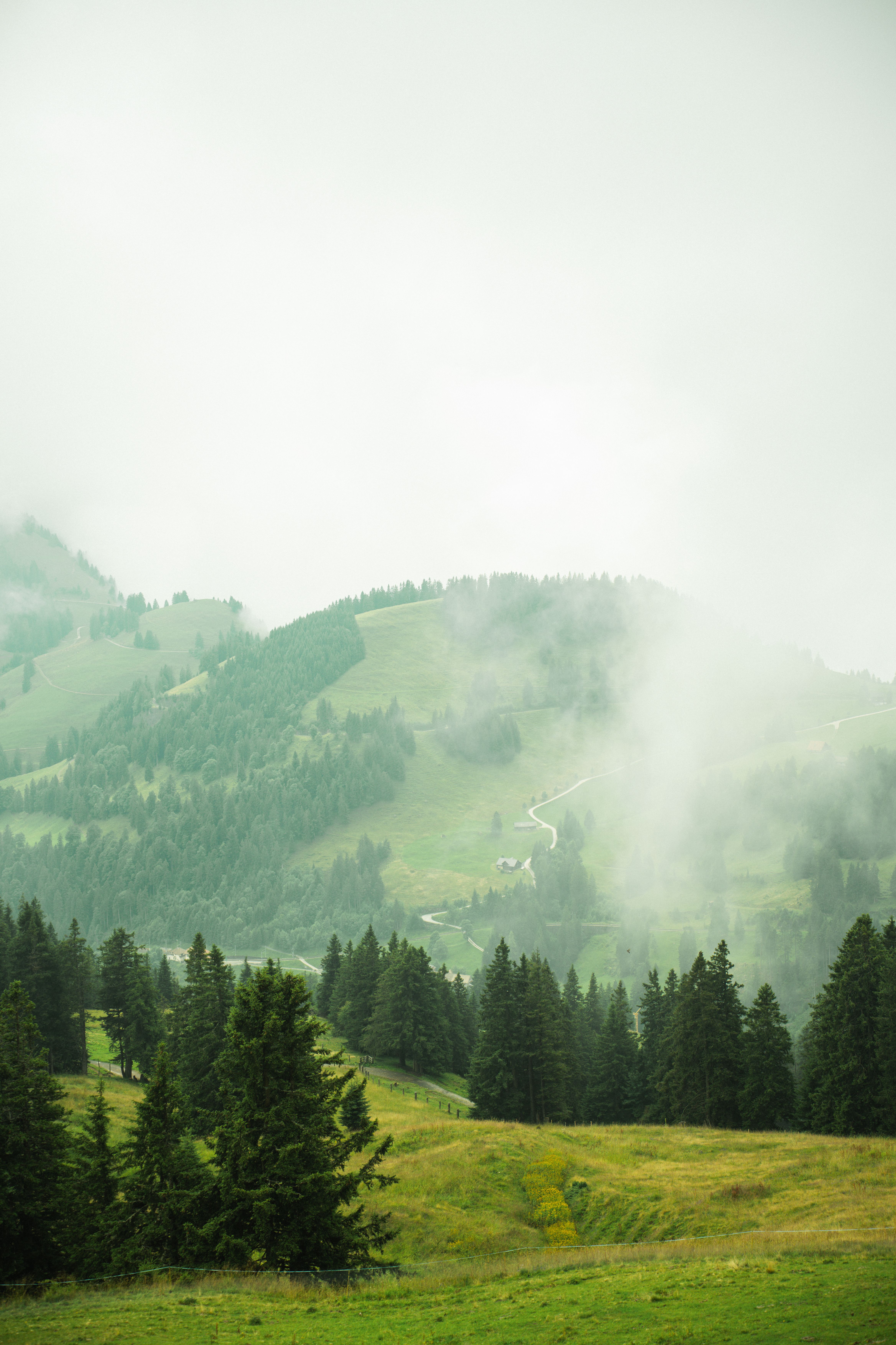 Fog above woodland on mountain slope · Free Stock Photo
