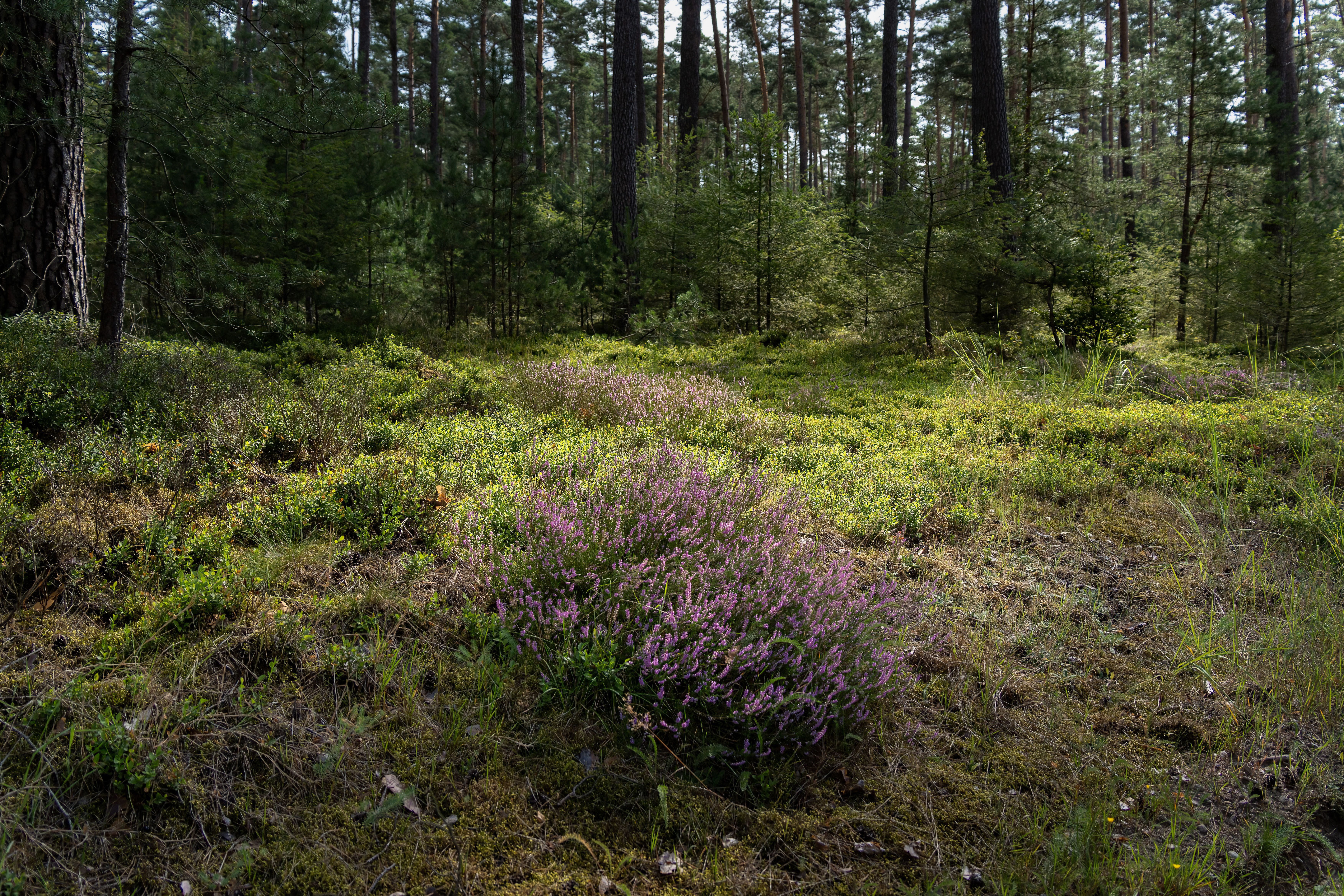 Lush heather blooms in a serene forest landscape, capturing nature's beauty.