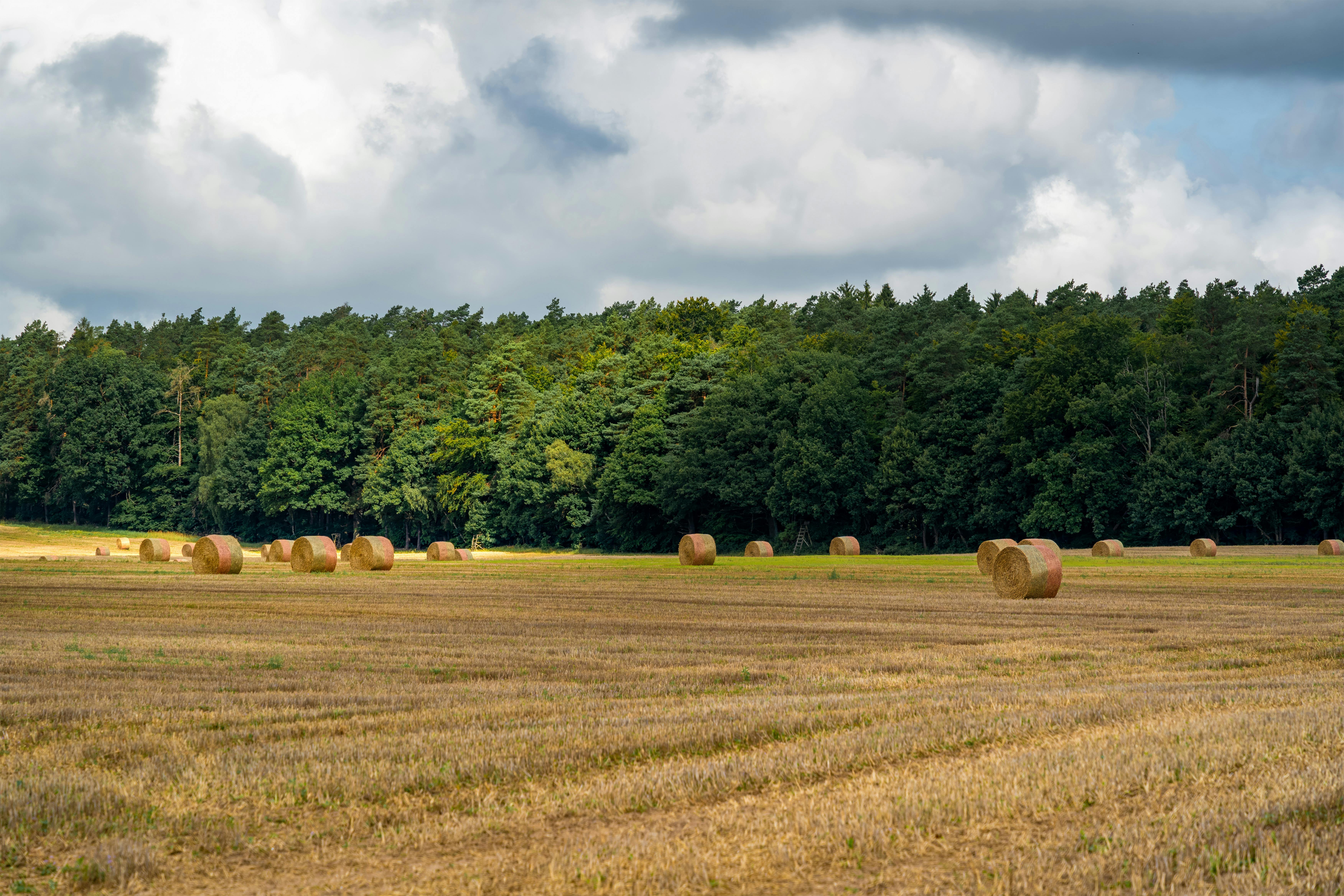 Exploring Agroforestry Systems for Sustainable Agriculture