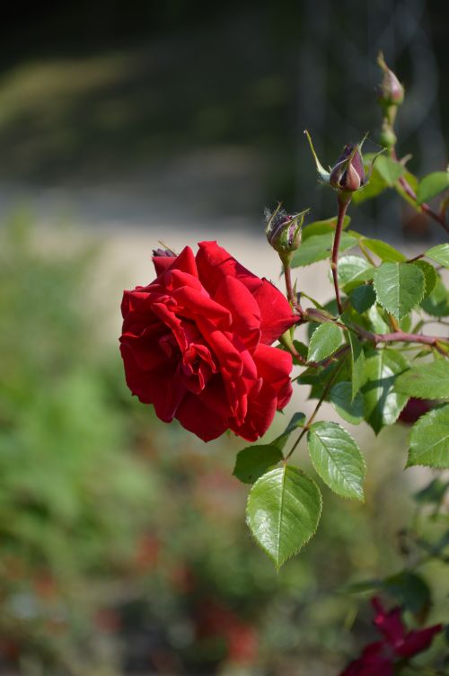 Free Close-up of a vibrant red rose with buds in a garden, capturing the essence of natural beauty. Stock Photo