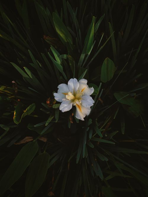 Free A single white flower blooming among dark, lush green leaves, capturing nature's delicate beauty. Stock Photo