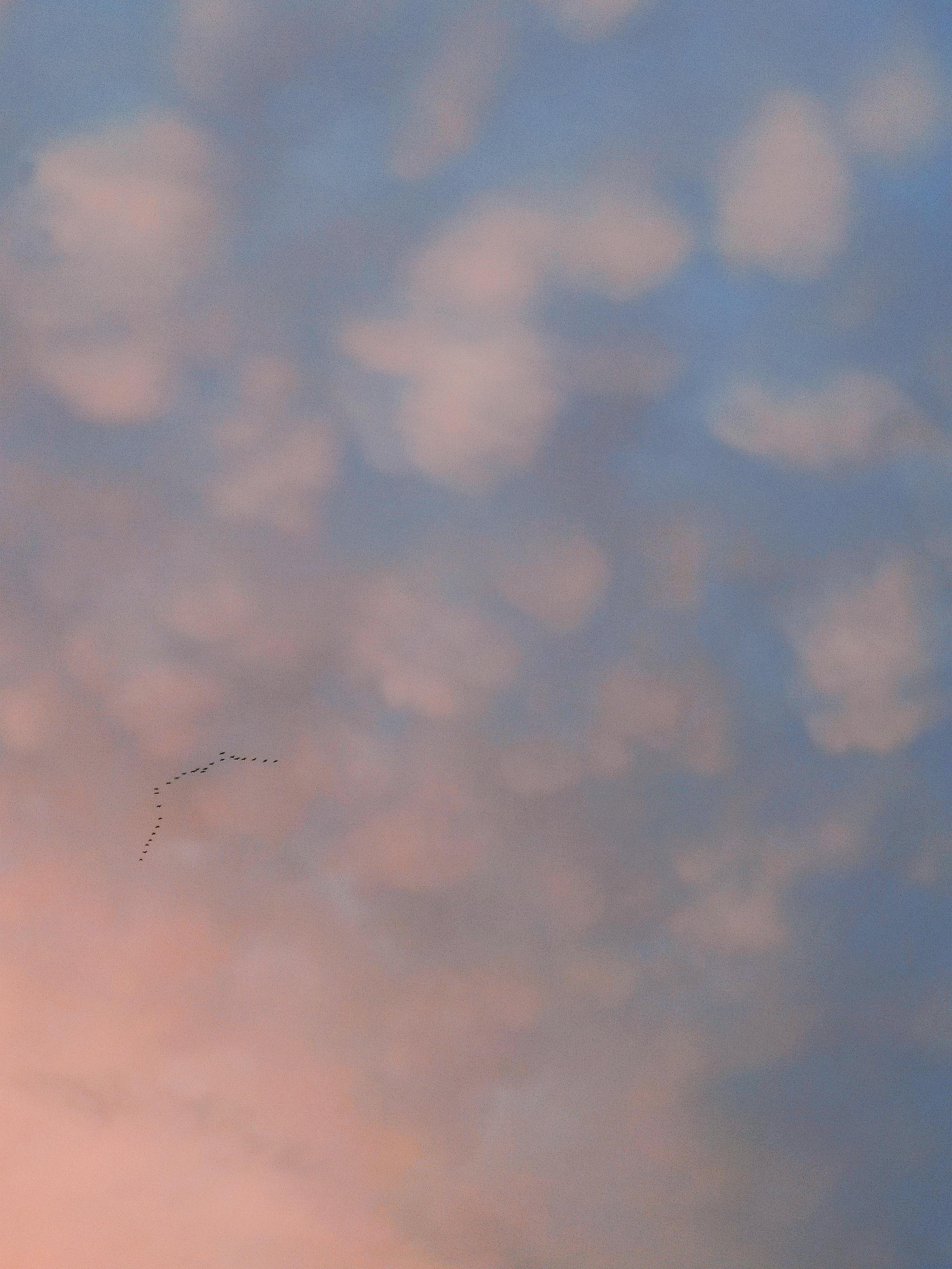 Kostnadsfria Färgglad Molnig Himmel Vid Solnedgången Med Fåglar Stock foto