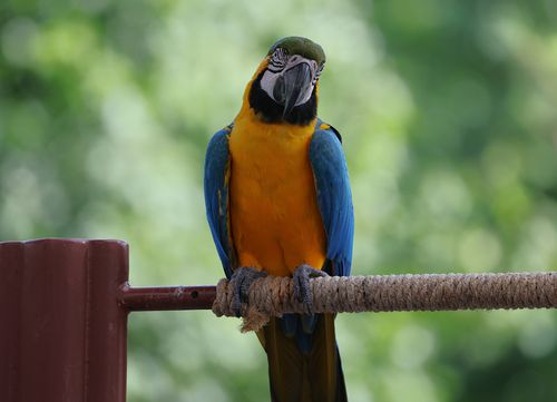 Free A stunning Blue and Yellow Macaw perched on a rope with a blurred green background. Stock Photo