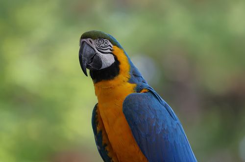 Free Stunning close-up of a blue and yellow macaw in natural outdoor setting. Stock Photo