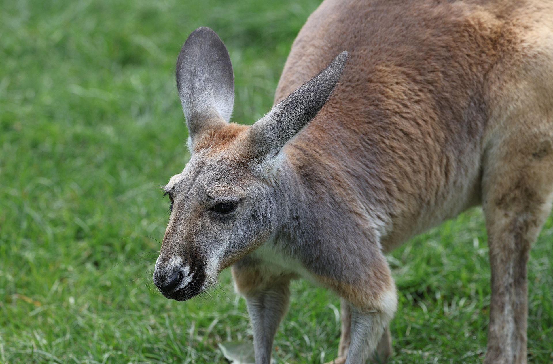 Kangaroo