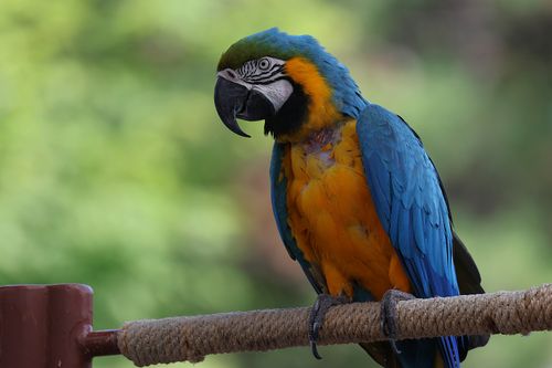 Free A stunning blue-and-yellow macaw perched outdoors, showcasing its vibrant feathers. Stock Photo