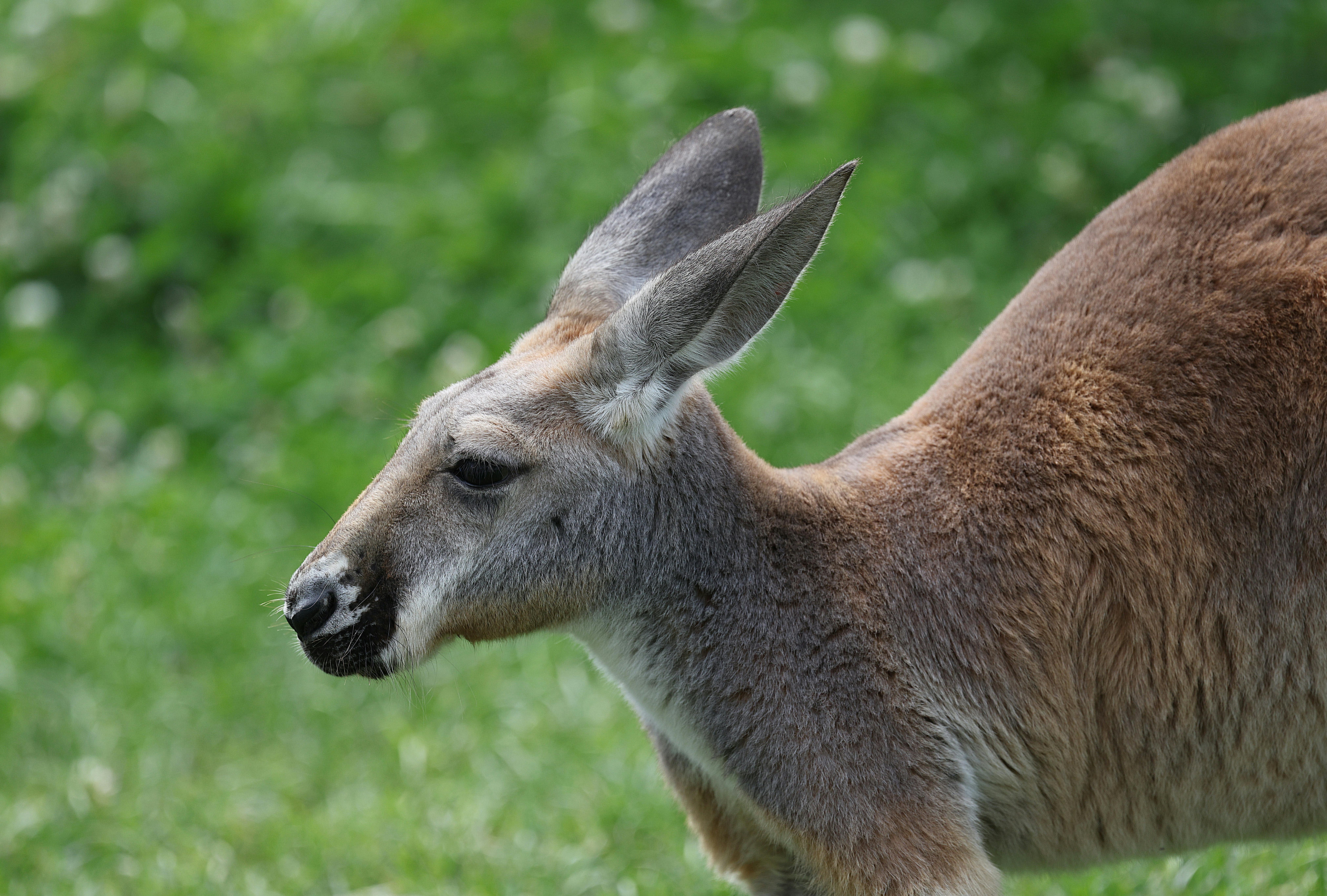 Detailed close-up of a kangaroo against a green background, captured in a zoo.