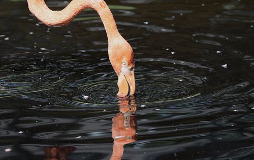 Free American flamingo foraging in a pond, capturing its reflection on the water. Stock Photo