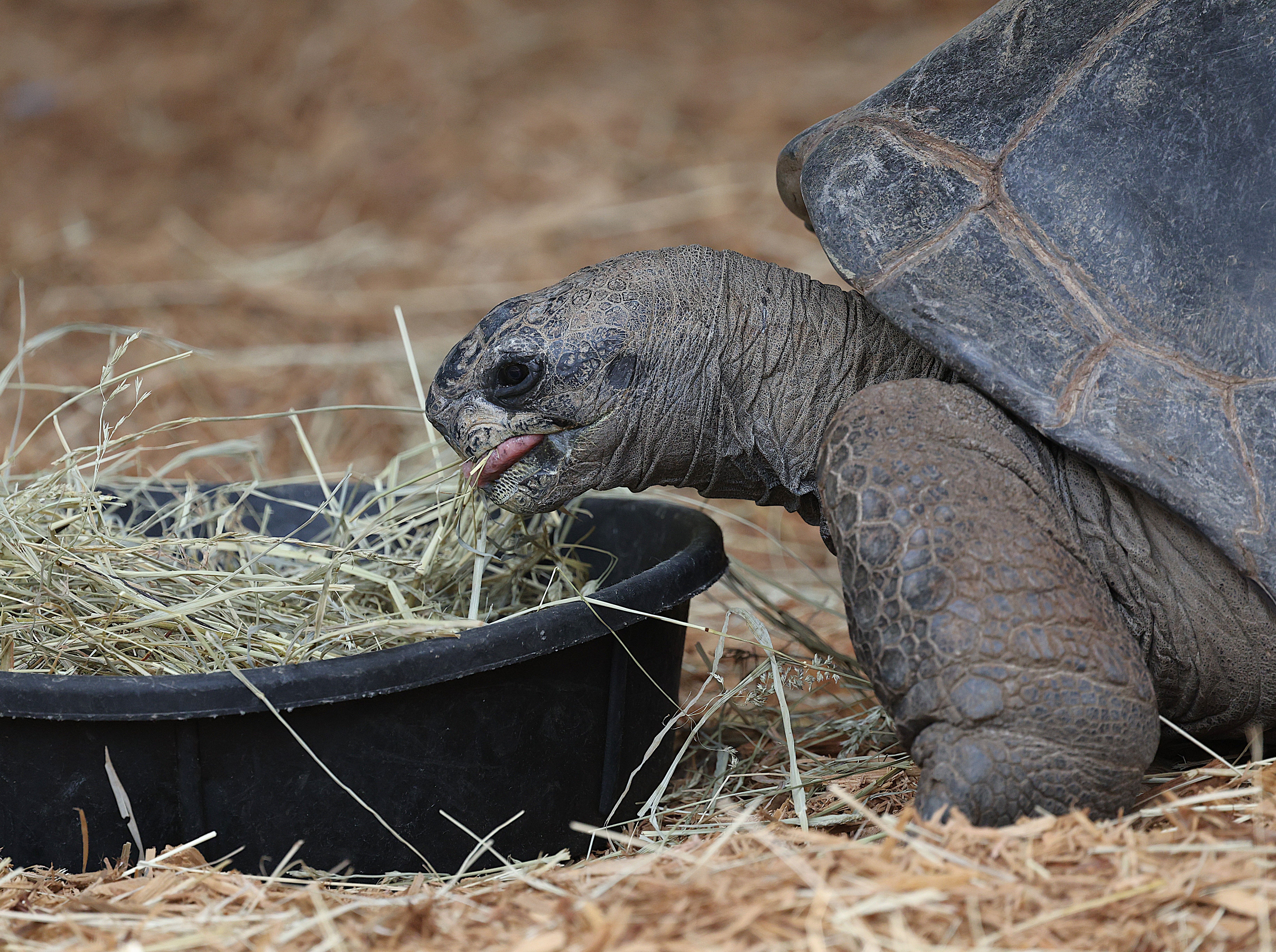 Nashville Zoo Opposes Nearby Data Center Due to Environmental Concerns