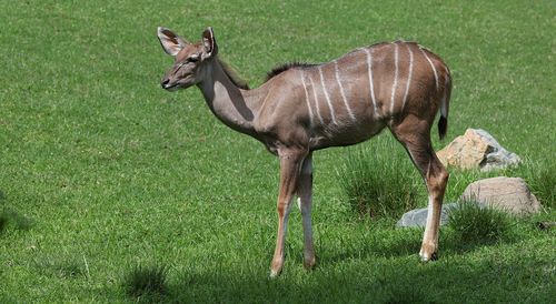 Free Lesser kudu standing gracefully on grassy zoo terrain, showcasing its stripes. Stock Photo