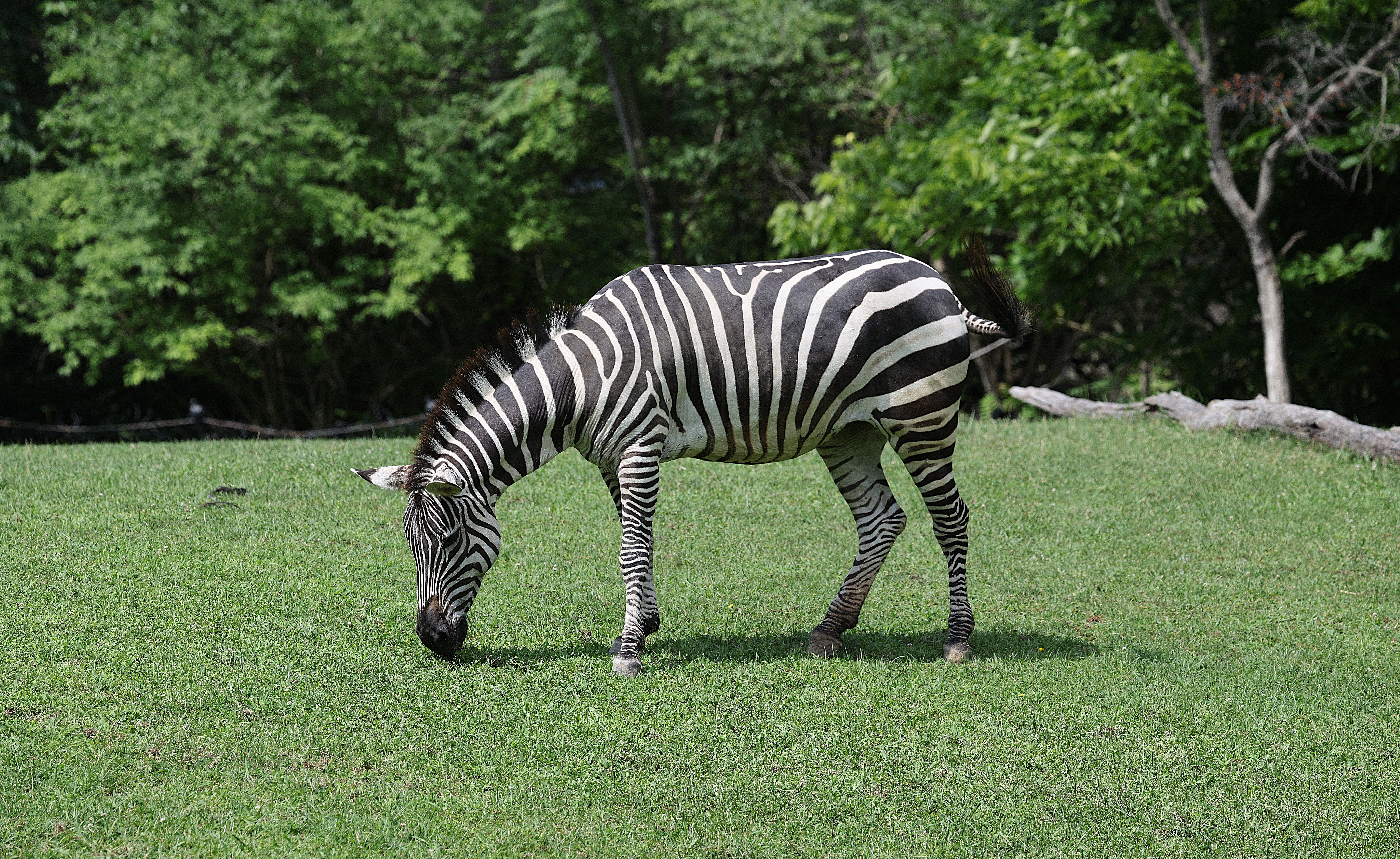 Serene image of a zebra grazing on green grass in a natural outdoor setting.