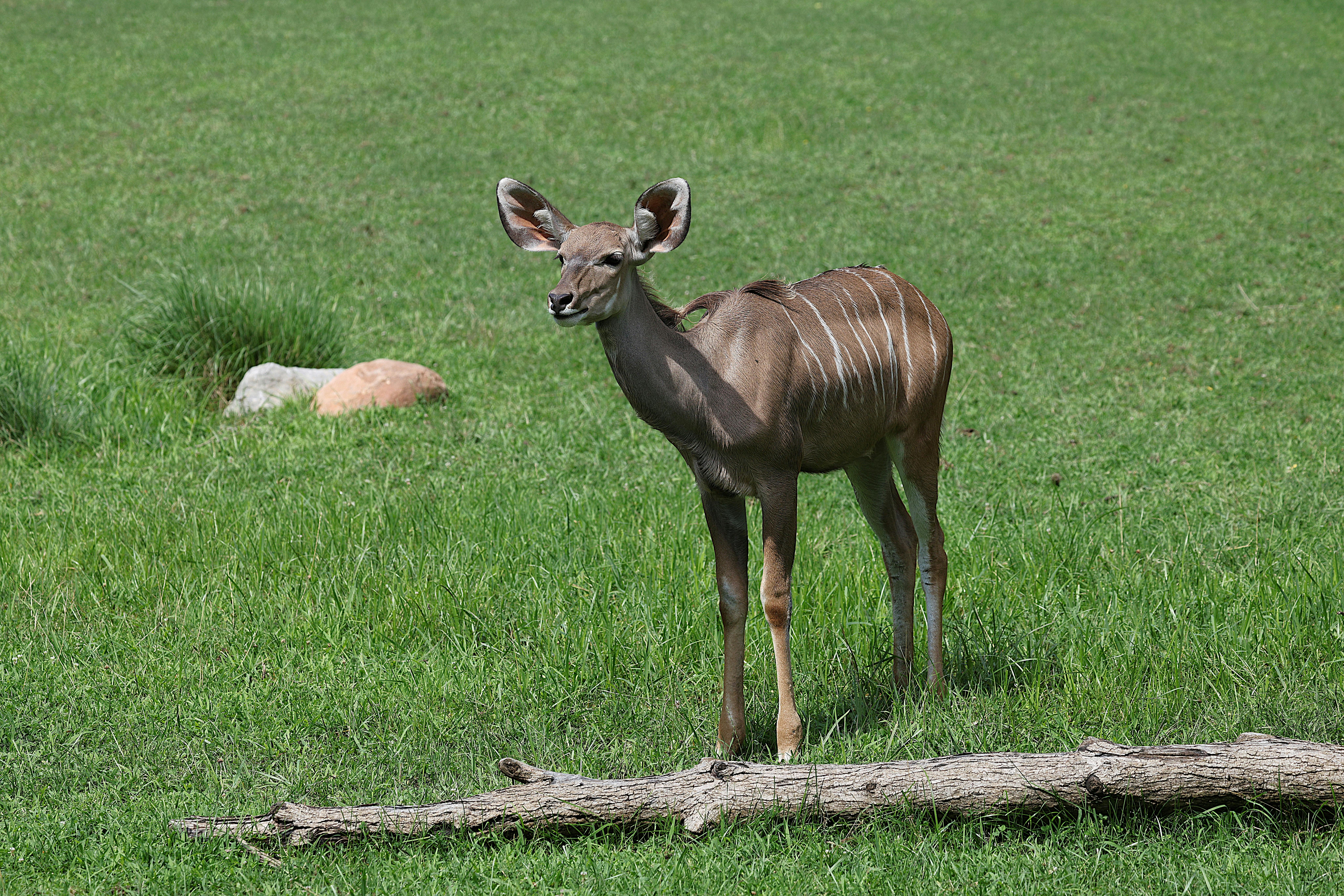 grátis Imagem de um cudo-pequeno em pé na grama em um zoológico. Foto capturada com uma Canon EOS R5m2. Foto profissional