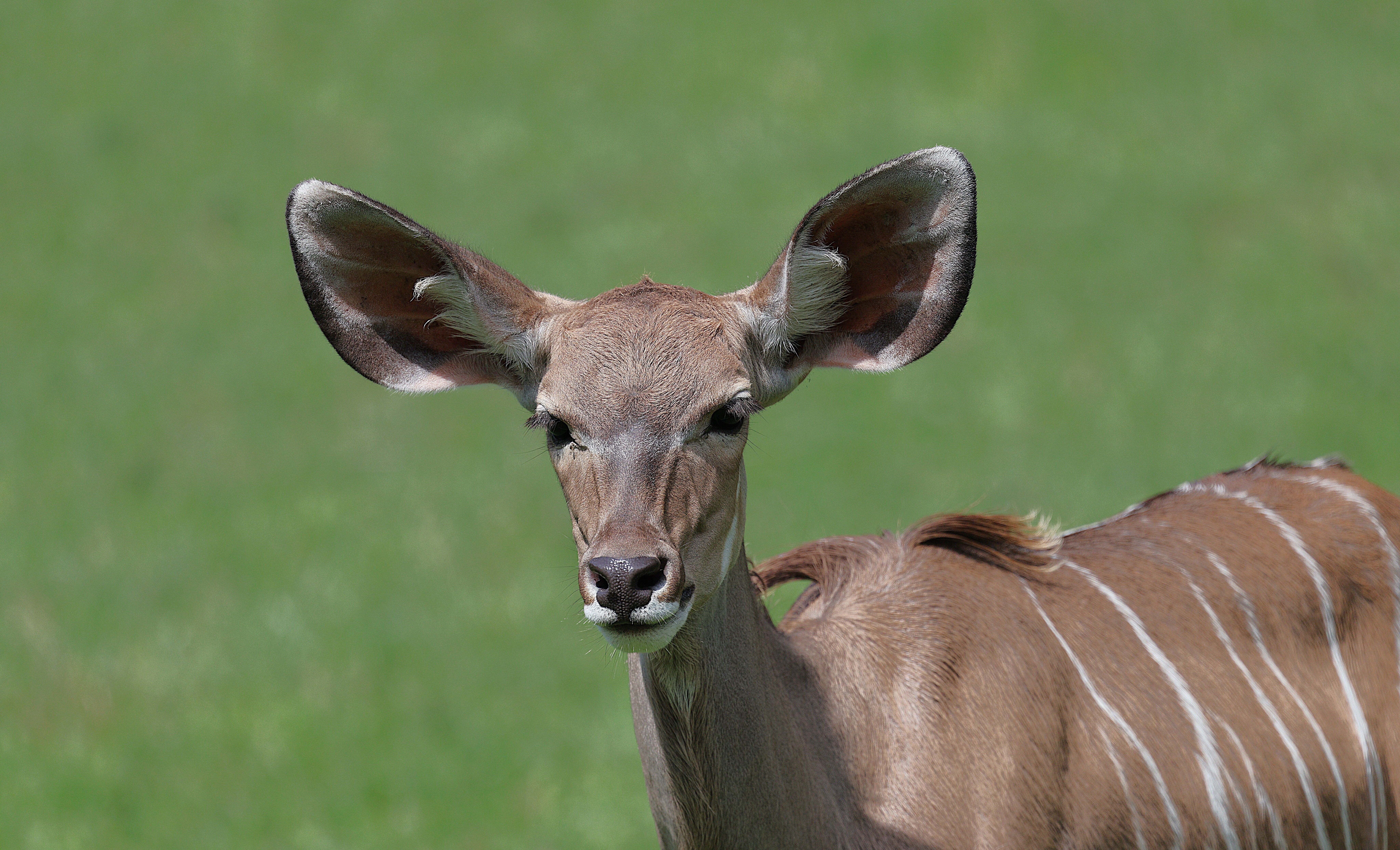 Close-up of a Lesser Kudu's Face · Free Stock Photo