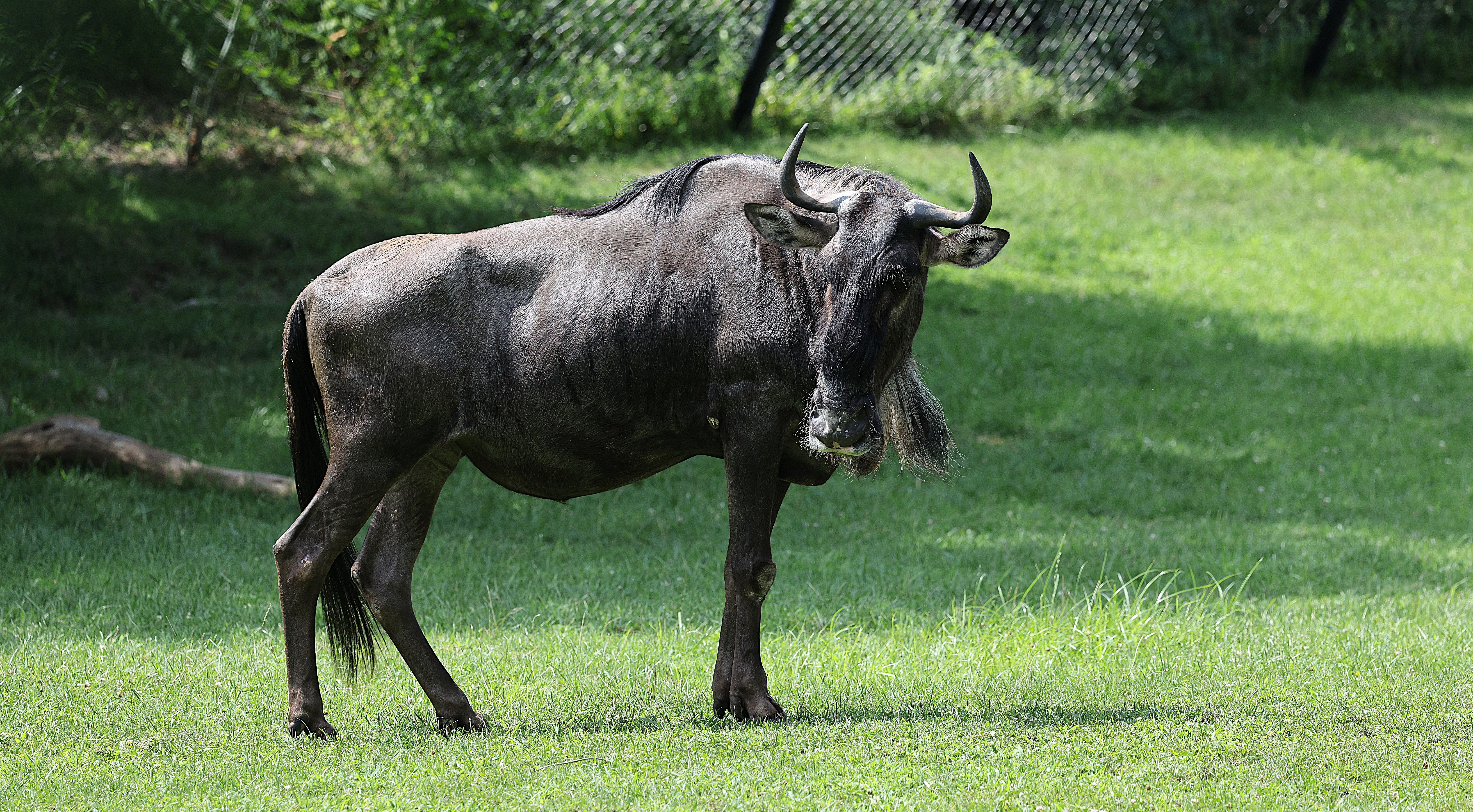 Wildebeest