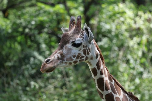 Free Giraffe captured in a lush outdoor setting, showcasing its distinct pattern. Stock Photo