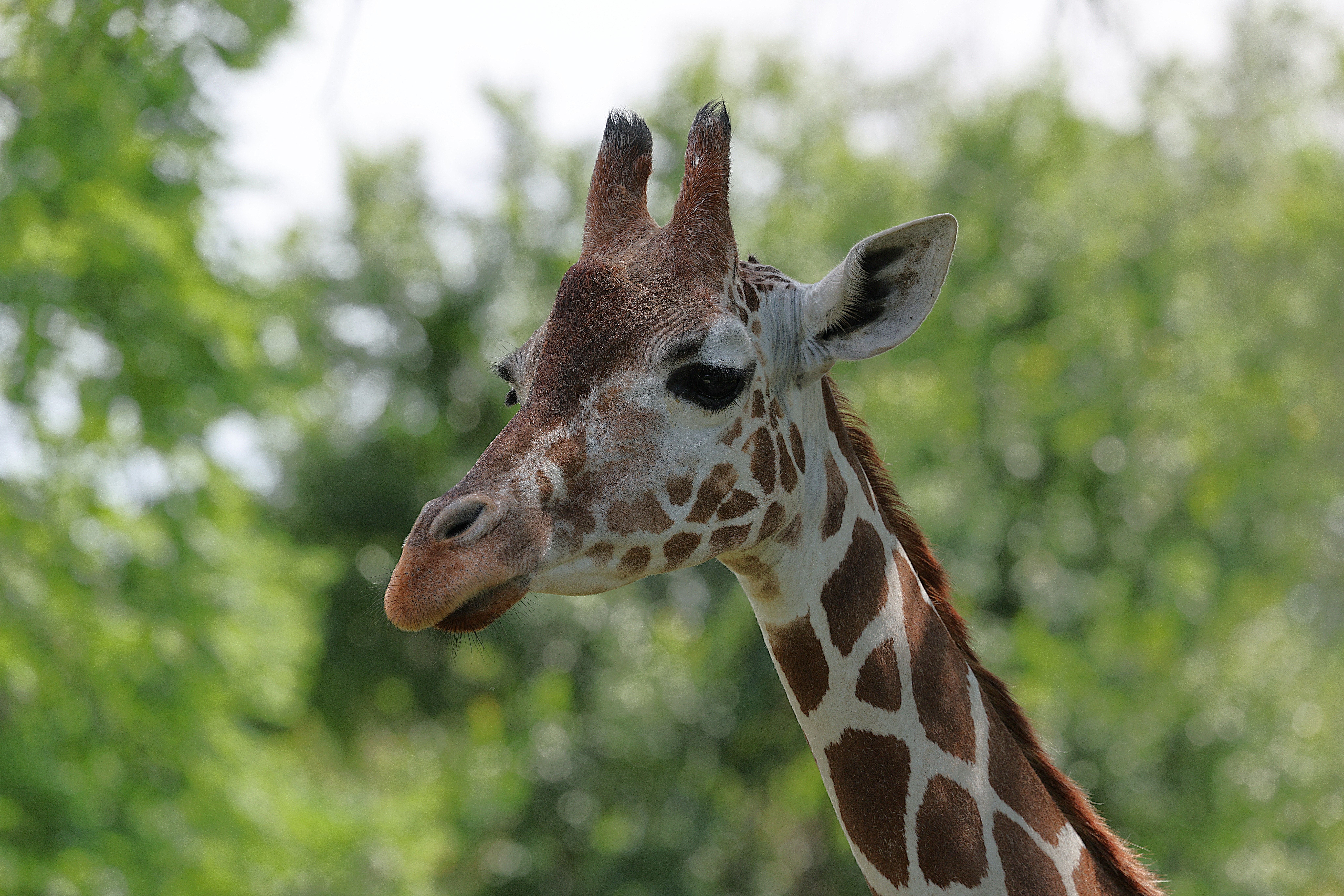 Petfolk Expands Indianapolis Footprint With New Noblesville Pet Care Center - TipRanks — Photo by Veronika Andrews on Pexels