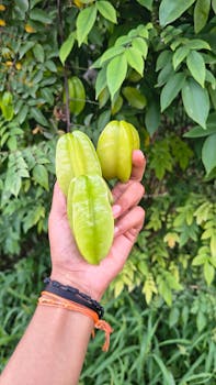 A hand holding vibrant green starfruits against a backdrop of lush green foliage outdoors.