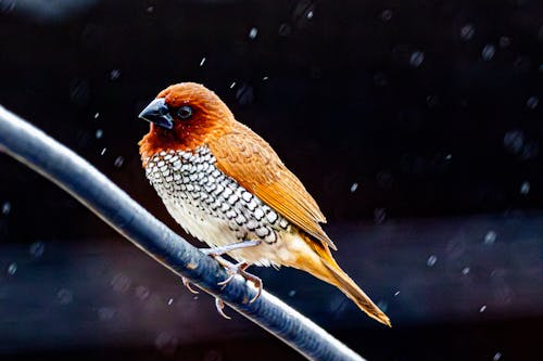 Morning Calm: Birds Sing Louder After Rain-Cleared Skies