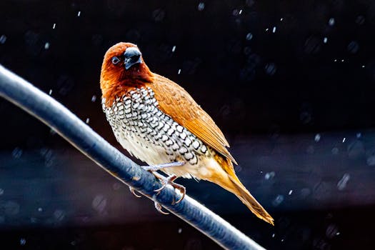 A scaly-breasted munia bird perched on a wire amid rainfall, showcasing its vibrant plumage.