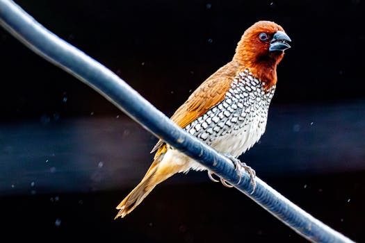 A vibrant Scaly-breasted Munia resting on a wire during rainfall, showcasing its unique plumage.
