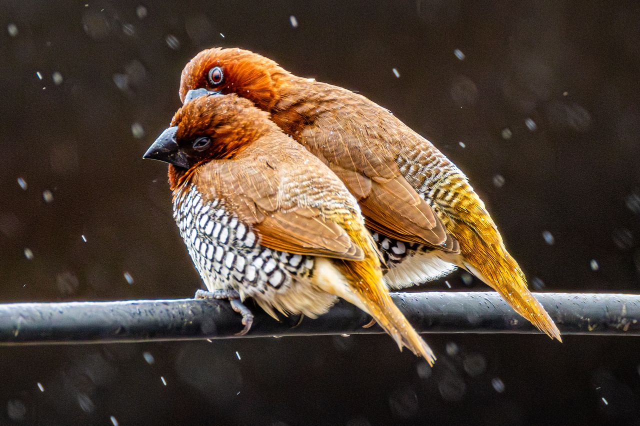 close up of two scaly breasted munias perched together during a rain s