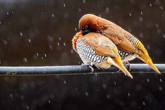 Immagine gratuita di accattivante, ambiente naturale, appollaiato