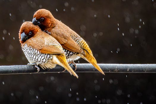 Two scaly-breasted munias perched closely on a wire during rainfall, showcasing their distinctive plumage.