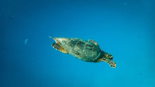 Photo of Sea Turtle
