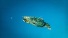 一只海龟优雅地在深蓝色的海洋中游泳，展示海洋生物