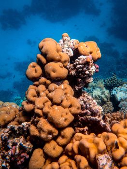 Explore a vivid coral reef underwater, showcasing diverse marine life and vibrant colors in a tropical sea.