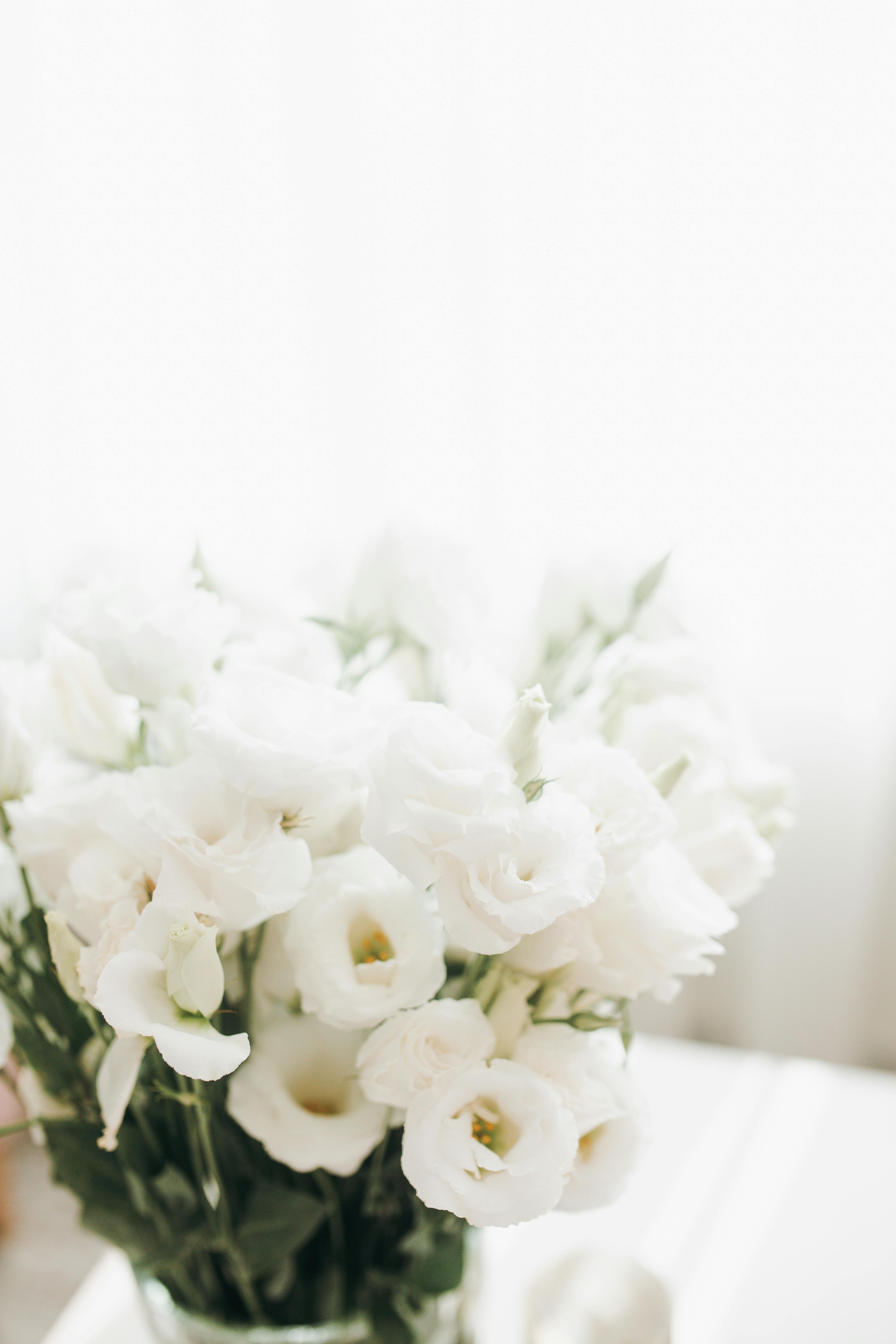 Beautiful white lisianthus flowers in gentle soft lighting, evoking a sense of purity and elegance.