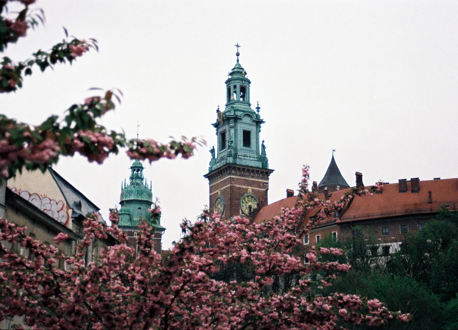 A beautiful view of Wawel Castle with cherry blossoms in Kraków, Poland.