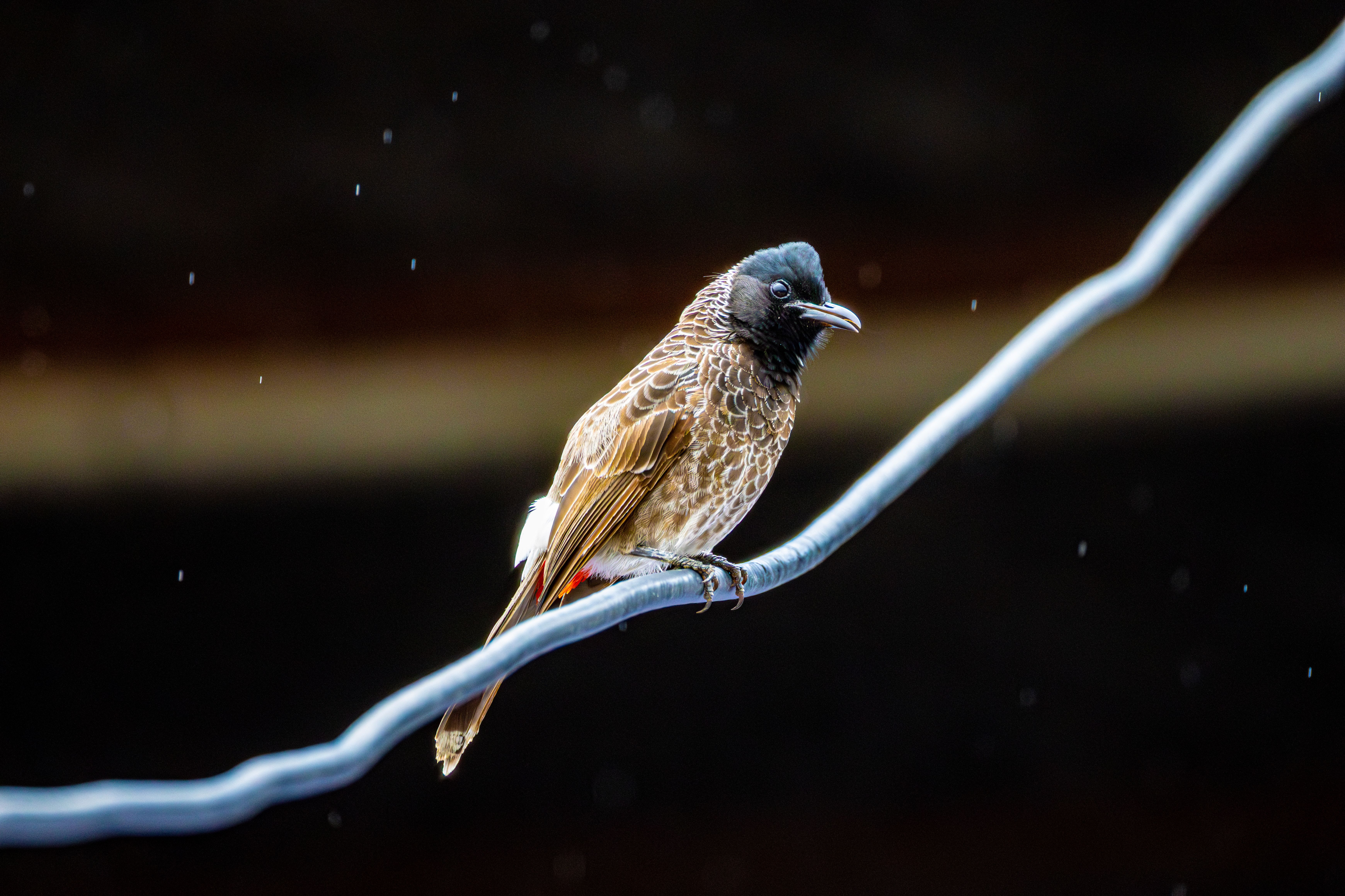 A red-vented bulbul perched on a wire, surrounded by raindrops, captured outdoors.